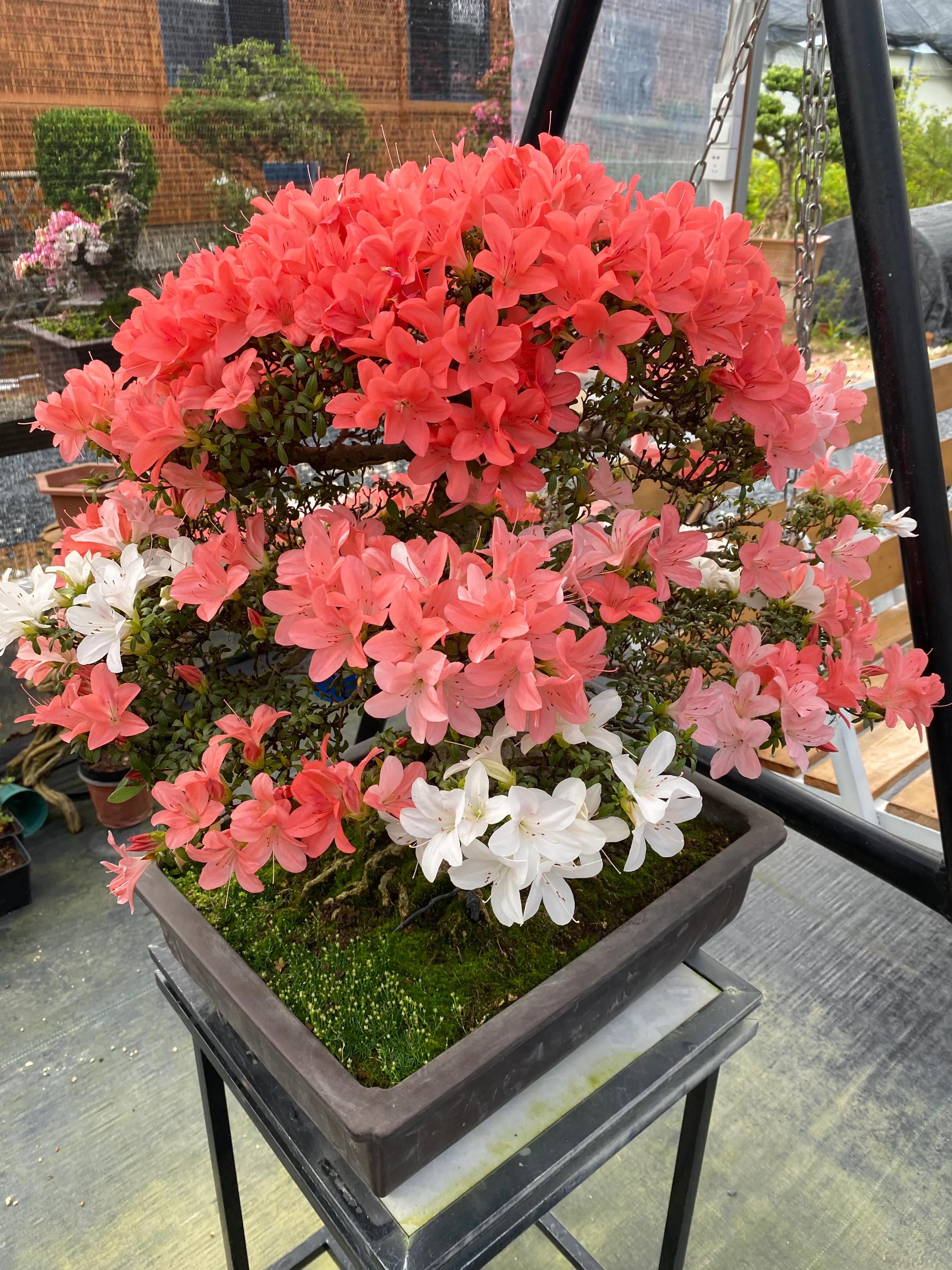 皋月杜鹃花图片大全,皋月杜鹃新品种视频