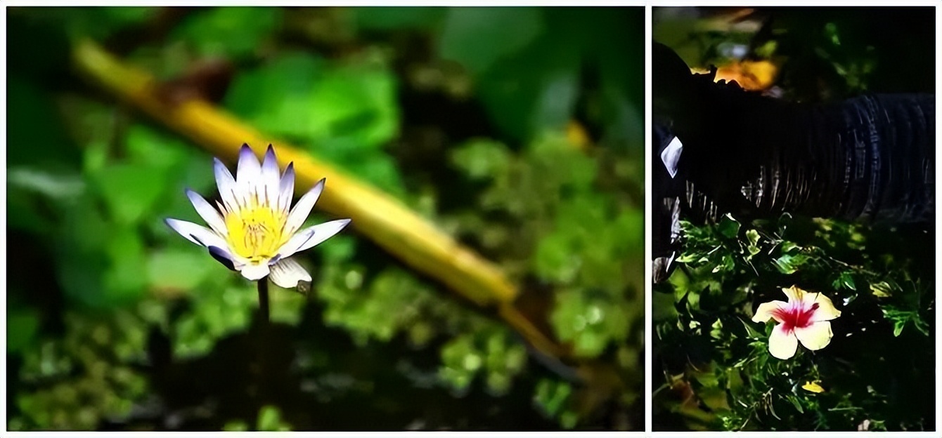 我的旅游日记2015游台湾之四,台湾人旅游祖国大好河山