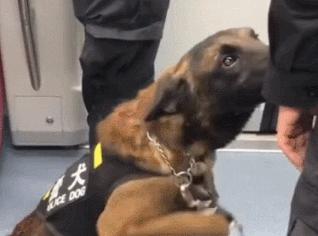 为什么太聪明的狗不适合当警犬,警犬的训犬员能自己挑选犬吗