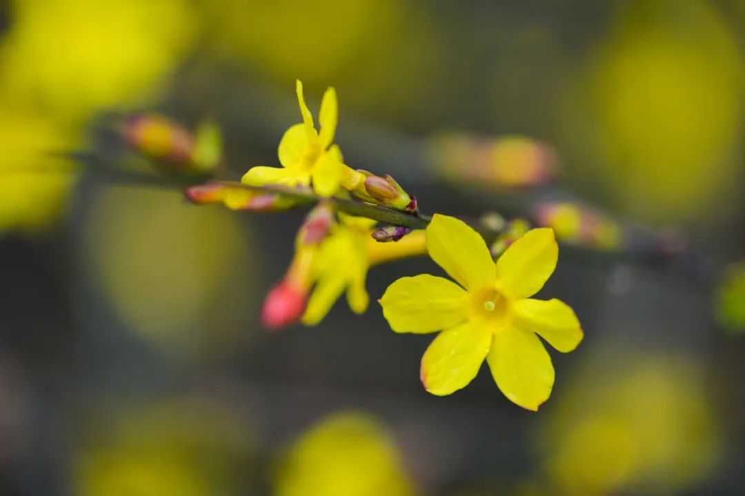 最走心的春天诗句,关于春天的唯美的诗句大全集