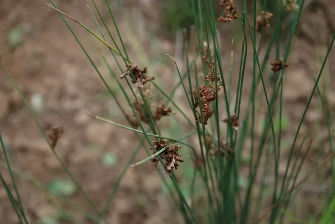 150种常见药用植物大全,150余种常见药用植物花期组图