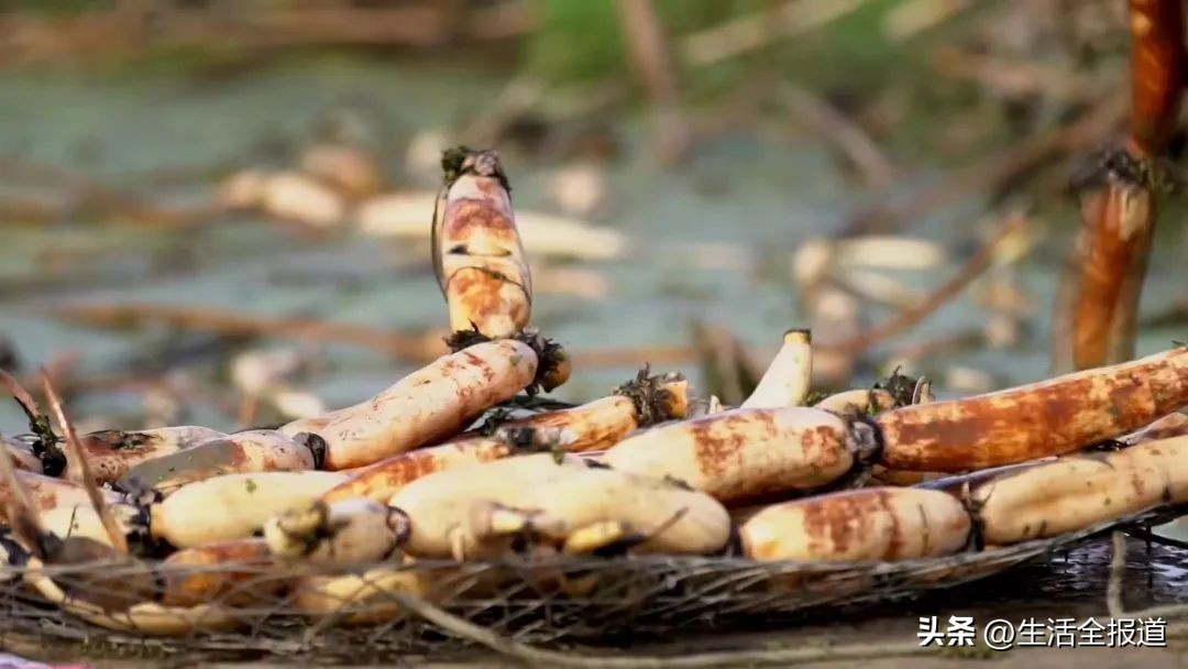 武汉藕汤记忆,武汉市蔡甸特产蔡甸莲藕
