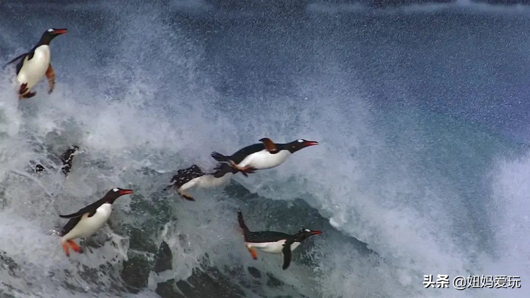 带你真切看人间的宝藏纪录片top10,十一长假适合带孩子看的纪录片