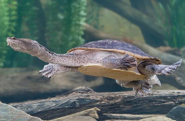 为什么海龟可以用屁股呼吸,海龟正确的呼吸方式