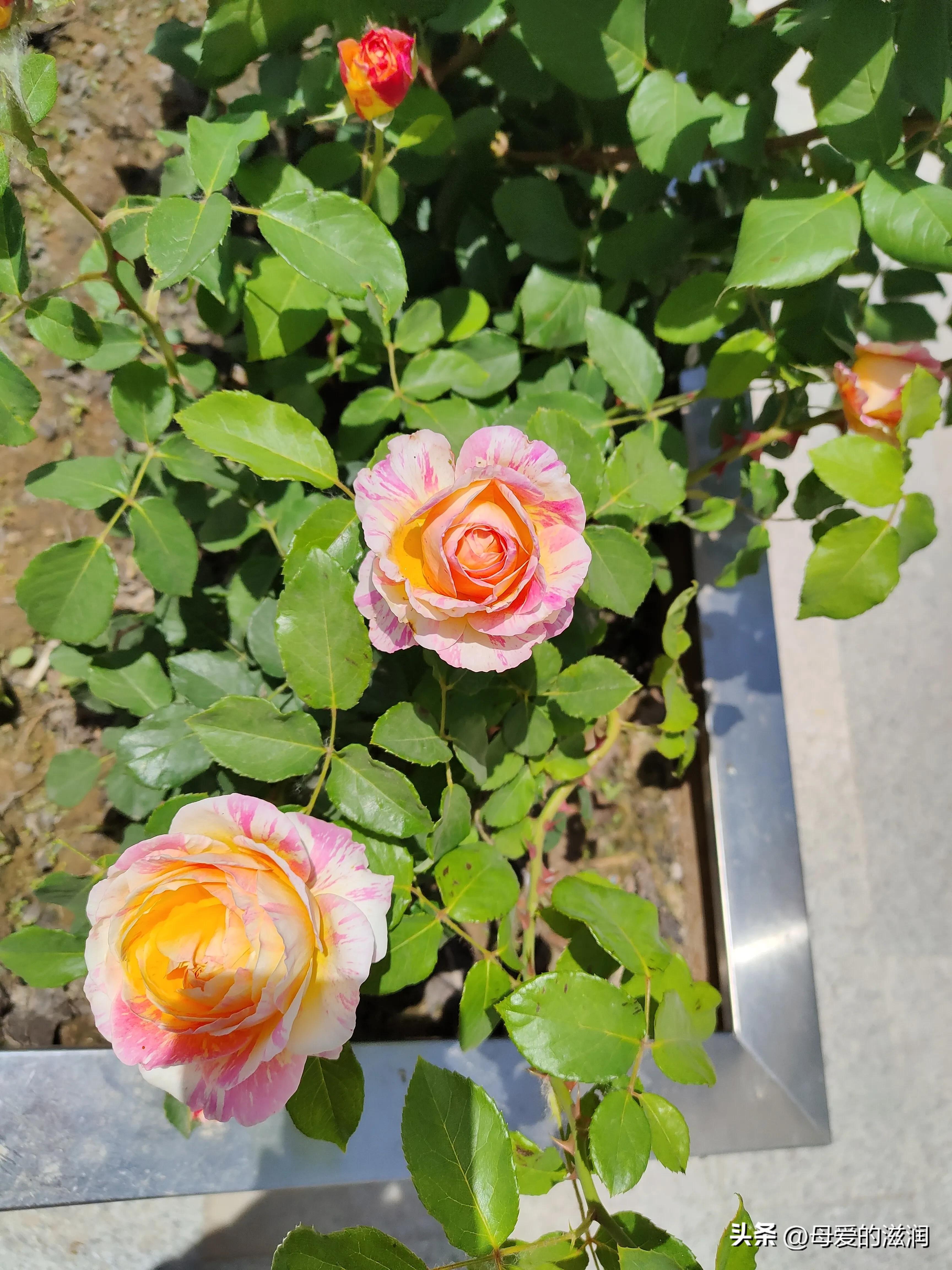 满月酒歌曲,满月酒的祝福语