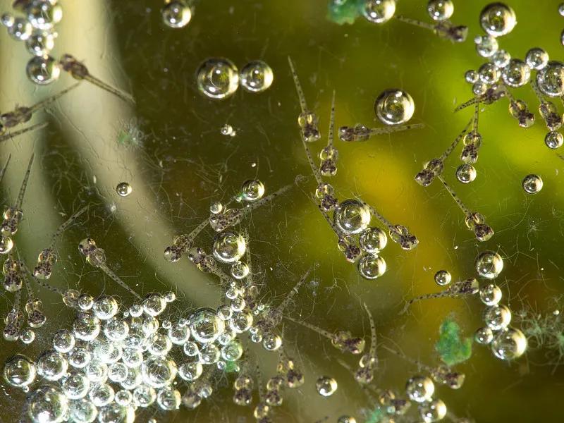 最好养的观赏鱼冷水鱼有哪些中型,冷水鱼有哪些观赏鱼比较好看