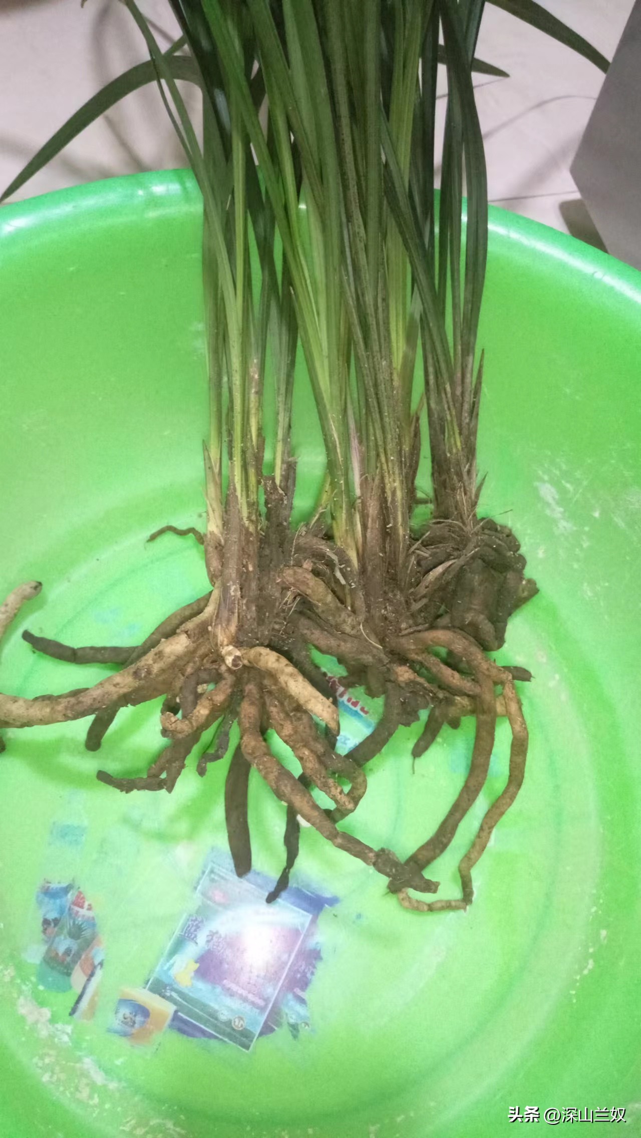 春剑兰怎么养护,春剑兰养殖技巧