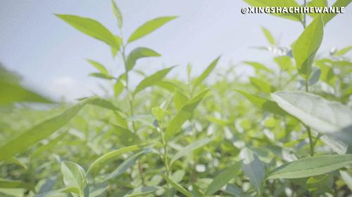 星沙一日游景点大全集,星沙周边旅游景点排名