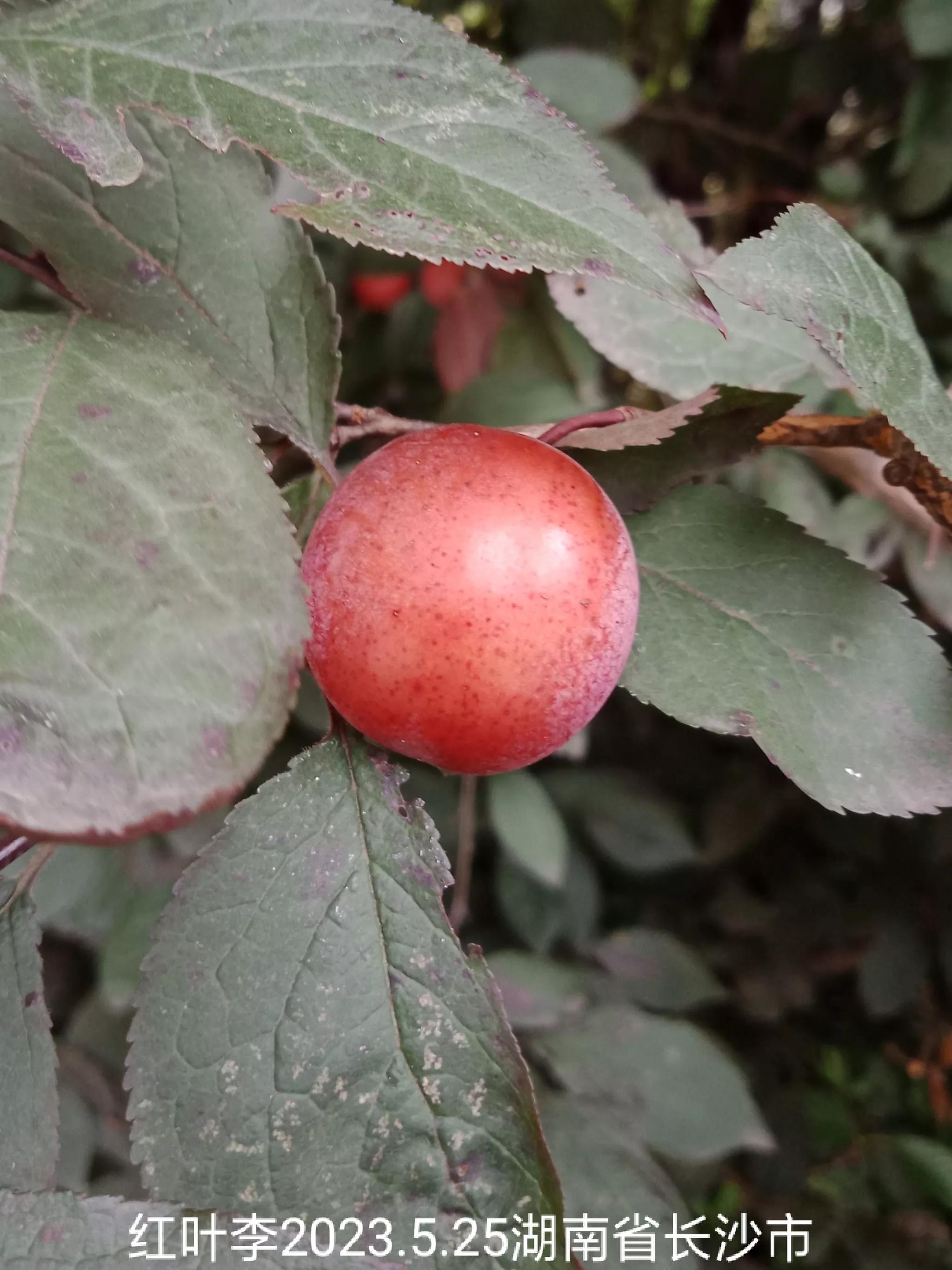 微信群忘保存找不到怎么办,微信群没保存通讯录丢失怎么找回