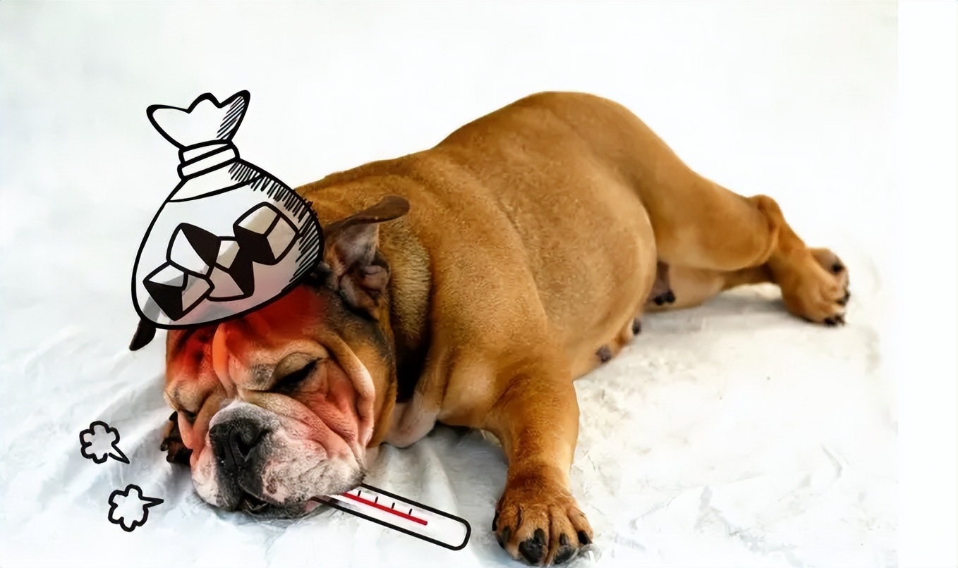 狗狗咳嗽很严重一直咳不停怎么办,养宠经验猫咪感冒打喷嚏怎么办