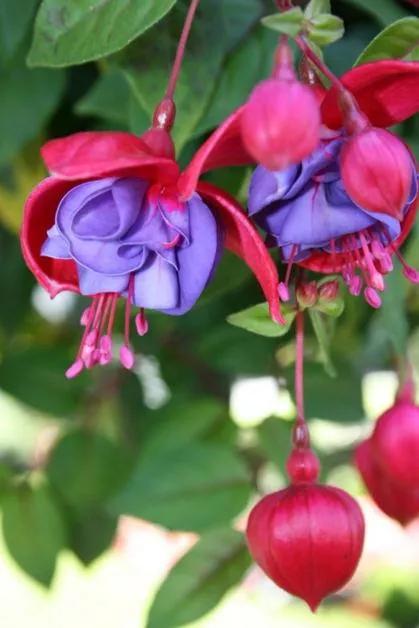 美丽的花倒挂金钟,美丽的倒挂金钟花图片