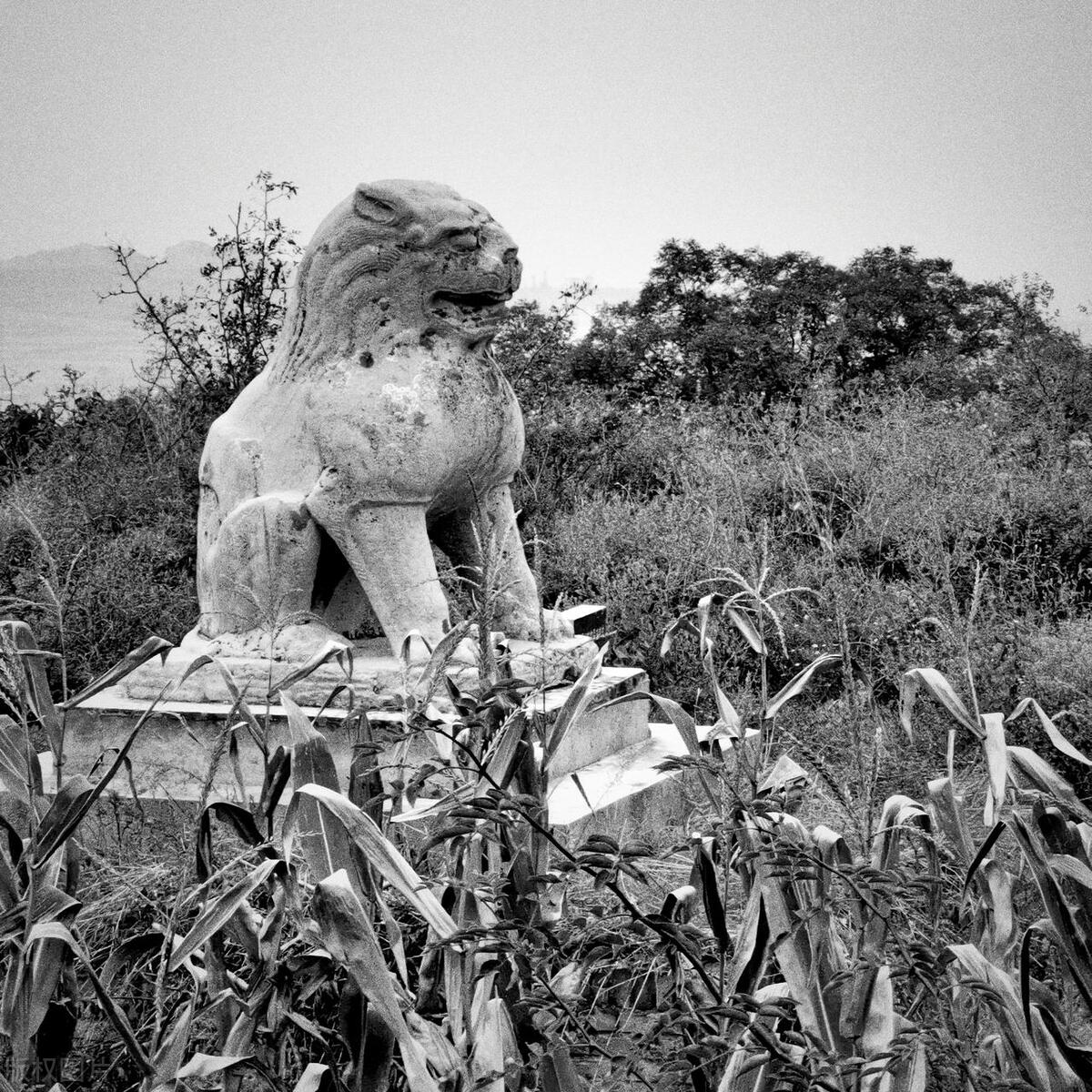 唐代帝陵石刻,唐代帝陵尸骨