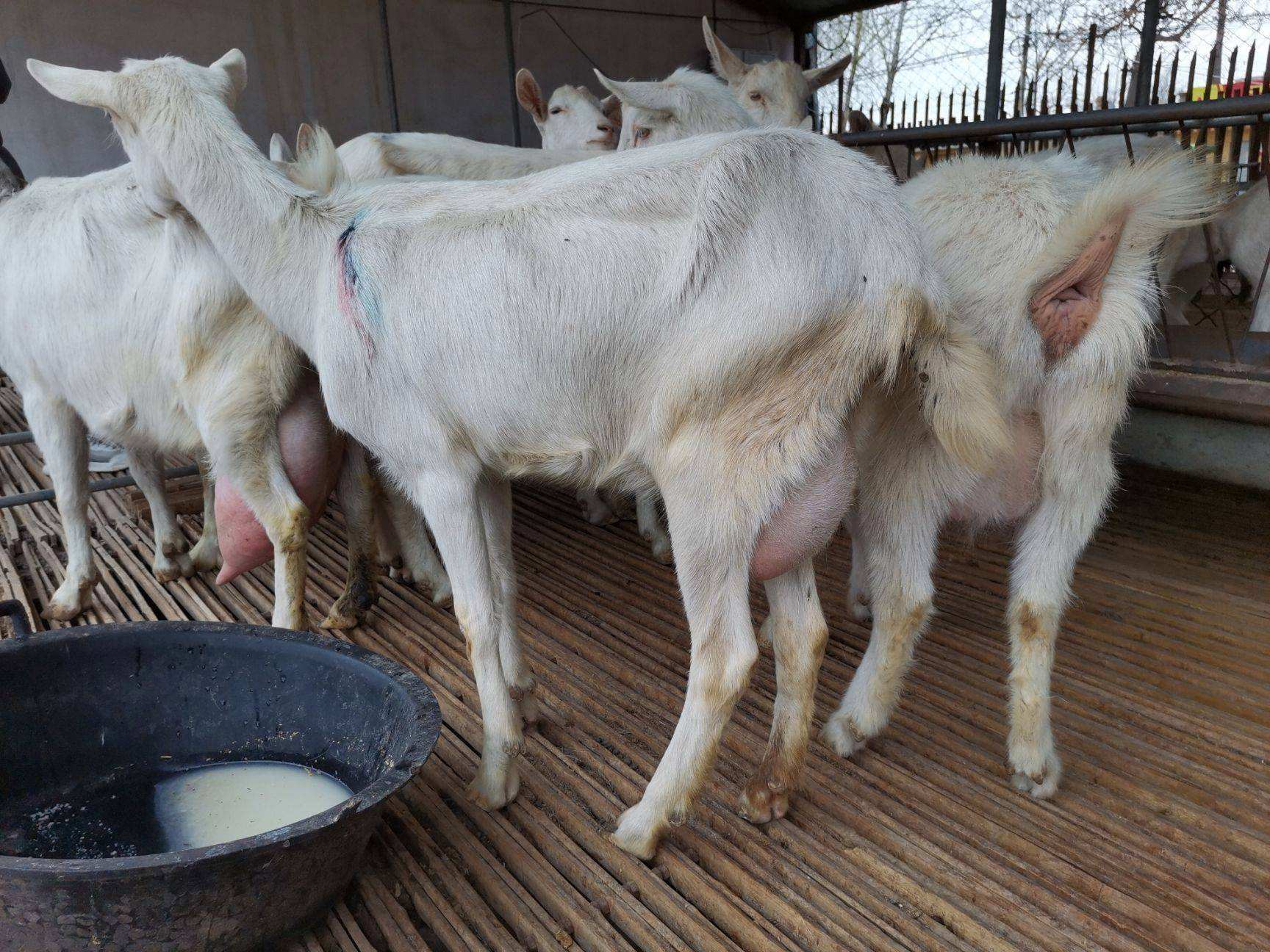 母羊产后不吃草怎么回事,母羊产后不吃饲料怎么解决