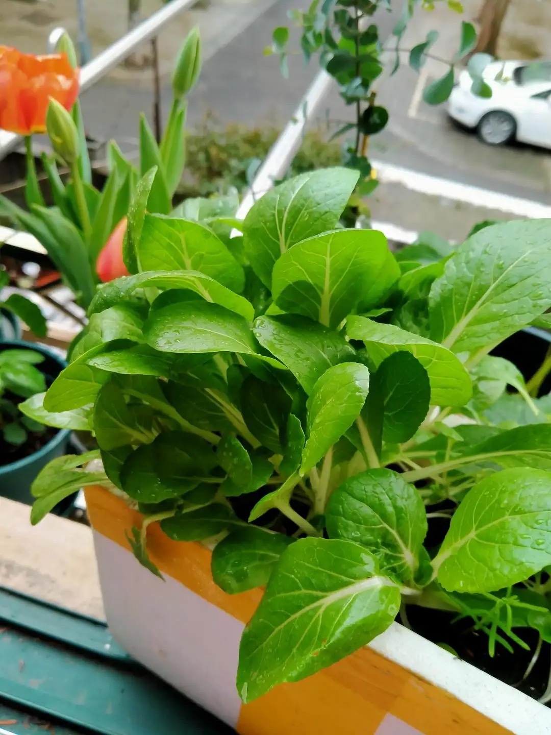 阳台种菜的方法和技巧大全集,阳台种菜的方式和技巧