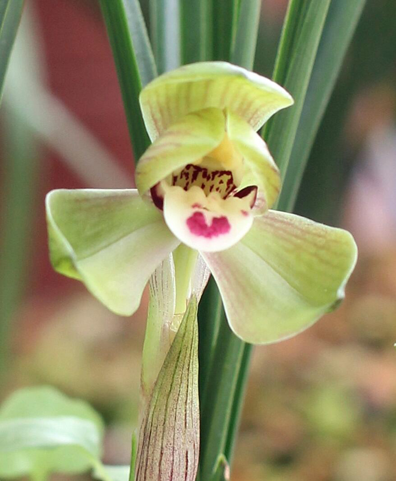 春兰生长最合适的季节,春兰的形态特征及生长习性