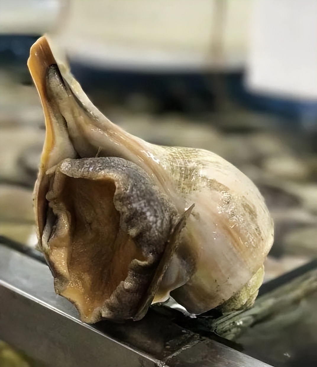 香港海鲜市场生猛海鲜,香港最大水产品市场