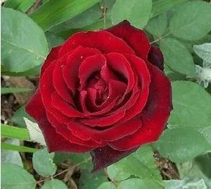 法国玫瑰花园,法国玫瑰花香沐浴露正品