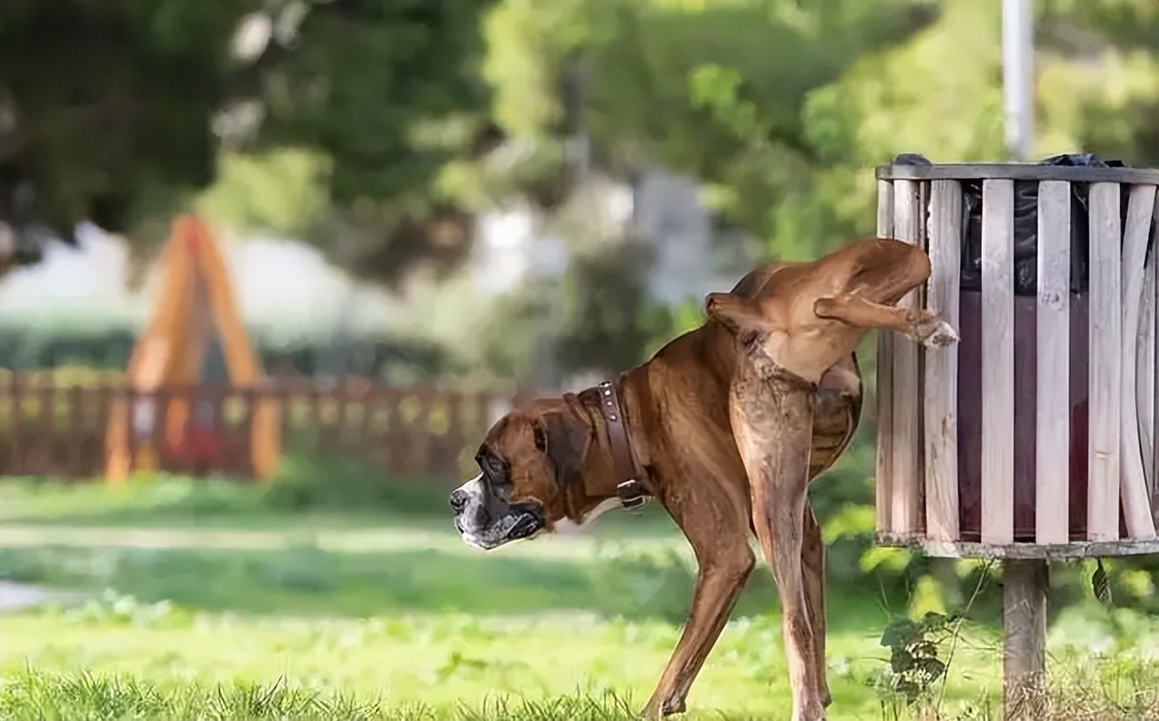狗狗尿黄是什么原因分析,狗狗尿黄是什么原因引起的