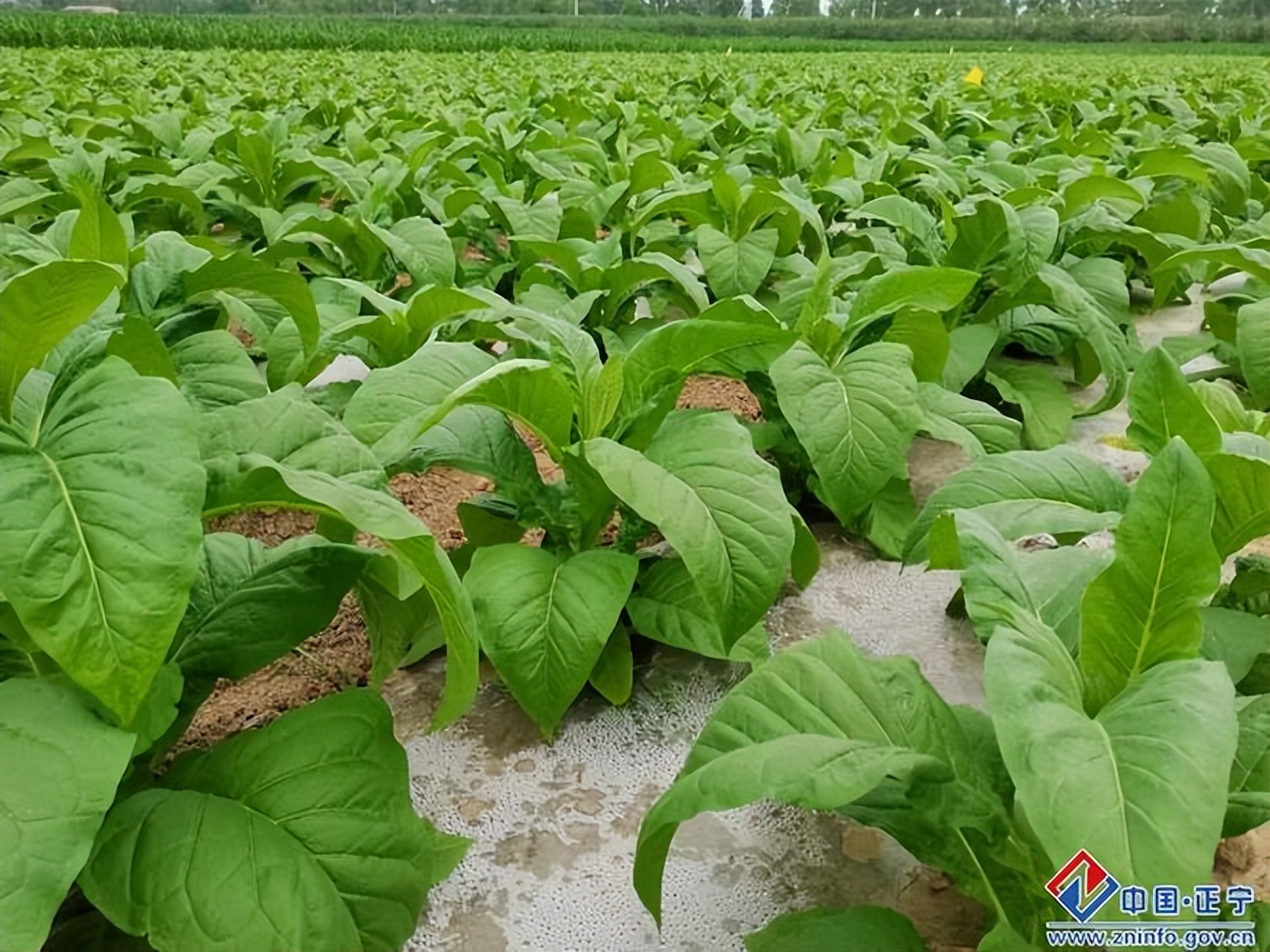 烟草品种和海拔的关系,海拔高低对茶叶有什么影响