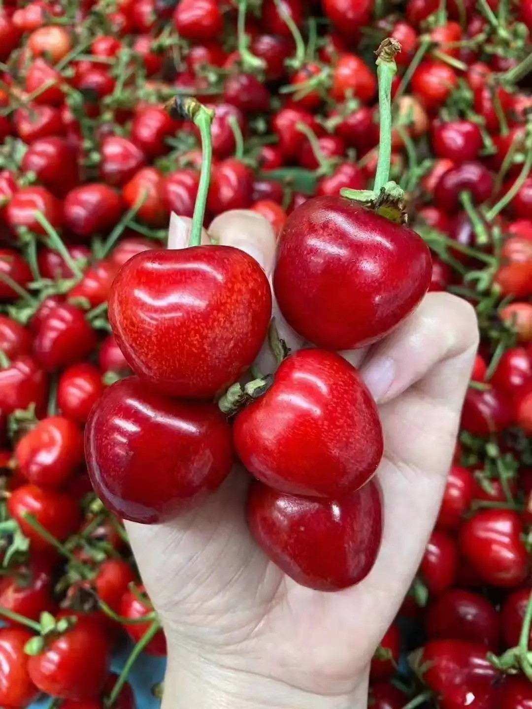 全国樱桃最好吃的排名,哪个地方的樱桃最好吃