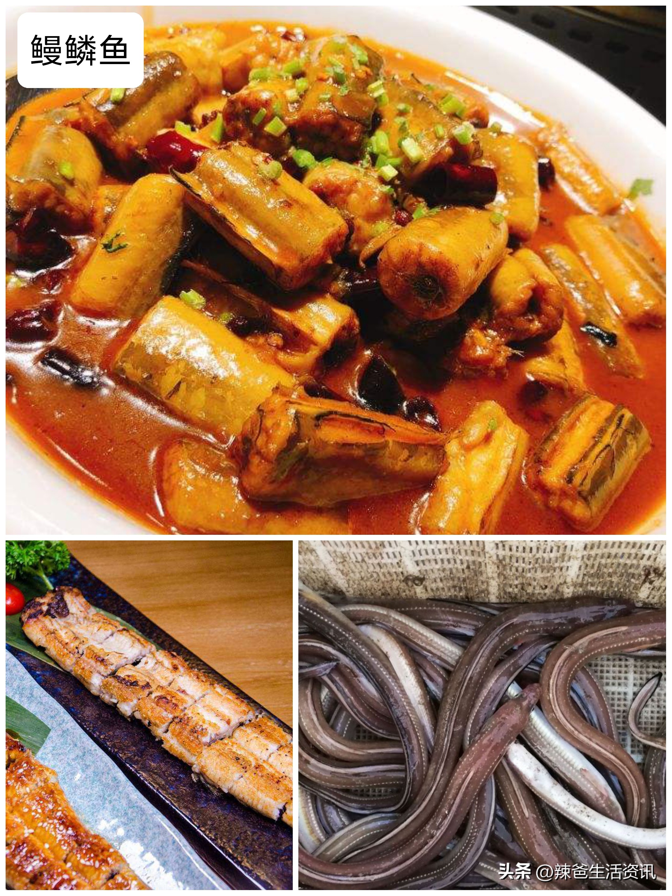 好吃不贵的野生海鱼,十种好吃不贵的正宗海鱼