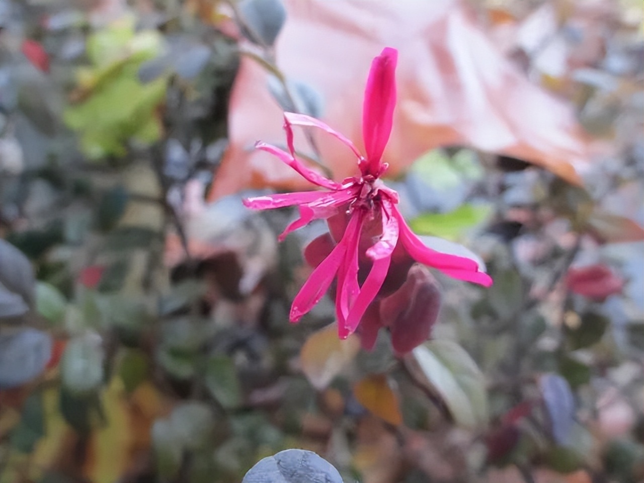红花檵木是常年异色叶植物,红花檵木的花图片