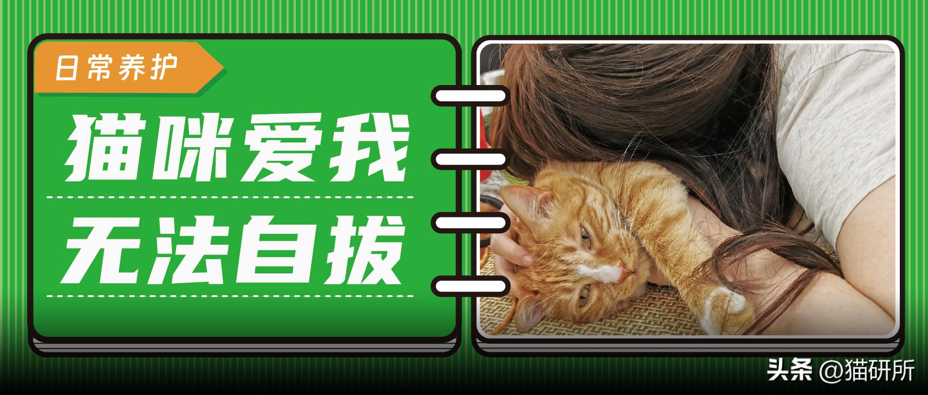 如何给猫猫做品种认证,如何通过科学实验提升猫的智商