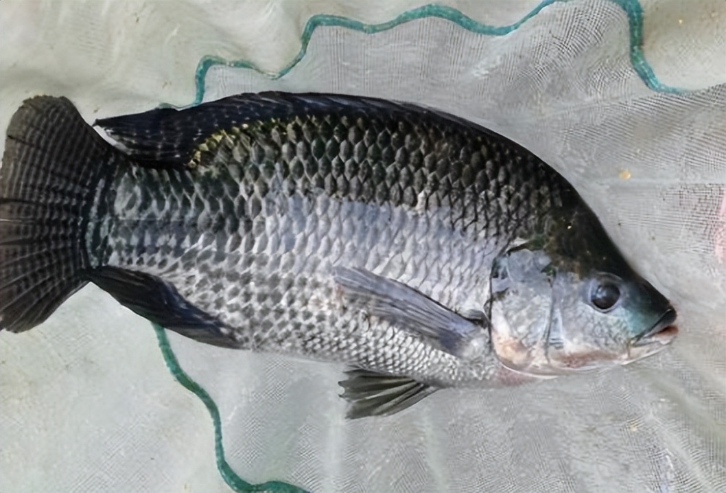 最适合广东养的淡水鱼,广东超级耐养的小型淡水鱼