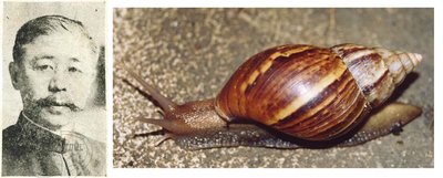 非洲大蜗牛入侵美国，每年可产5窝，花费数百万美元没法治理