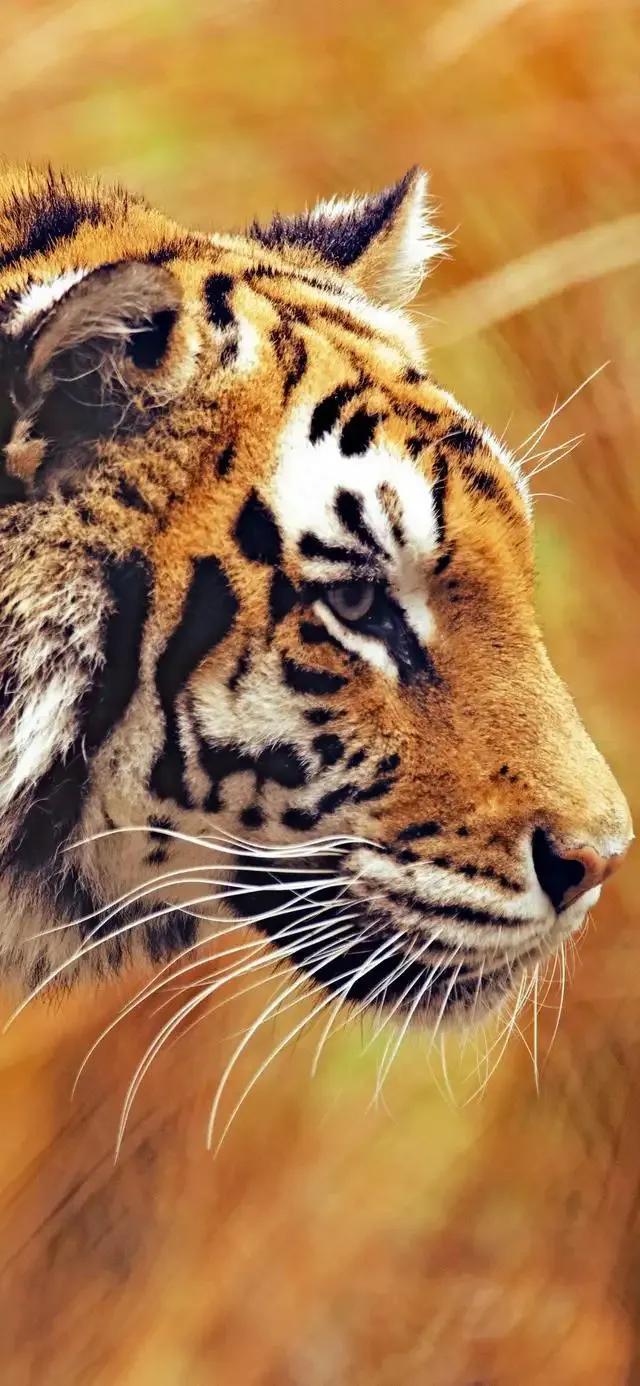 戏说老虎图文杂汇