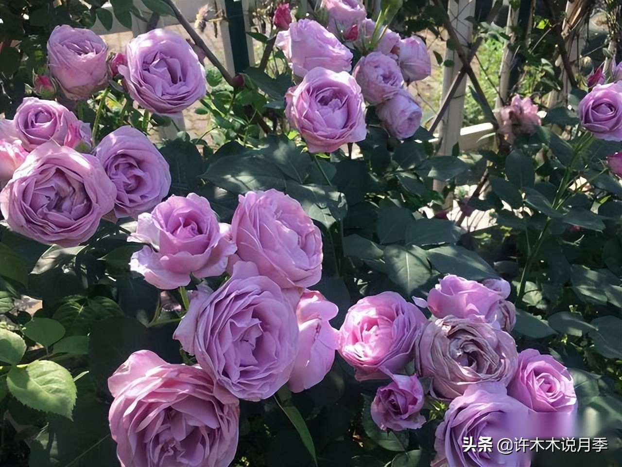 月季常见的毛病有哪些图片,月季黑心怎么回事