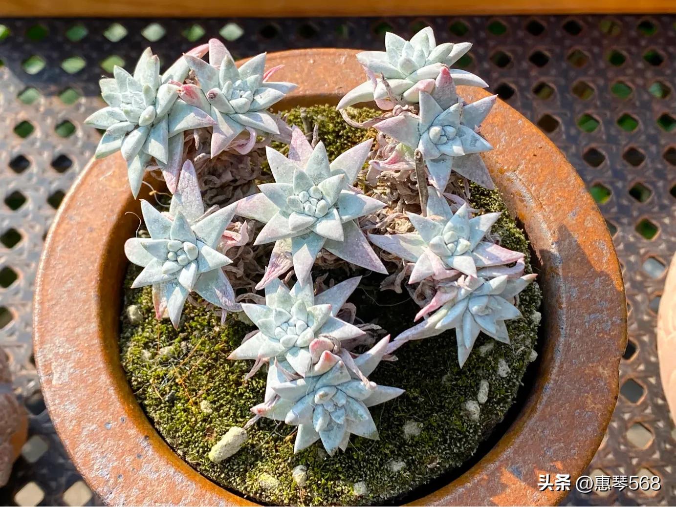 怎样养护多肉植物仙女杯,多肉仙女杯拍摄视频
