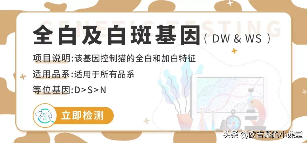 白斑基因可控吗,白斑基因优势