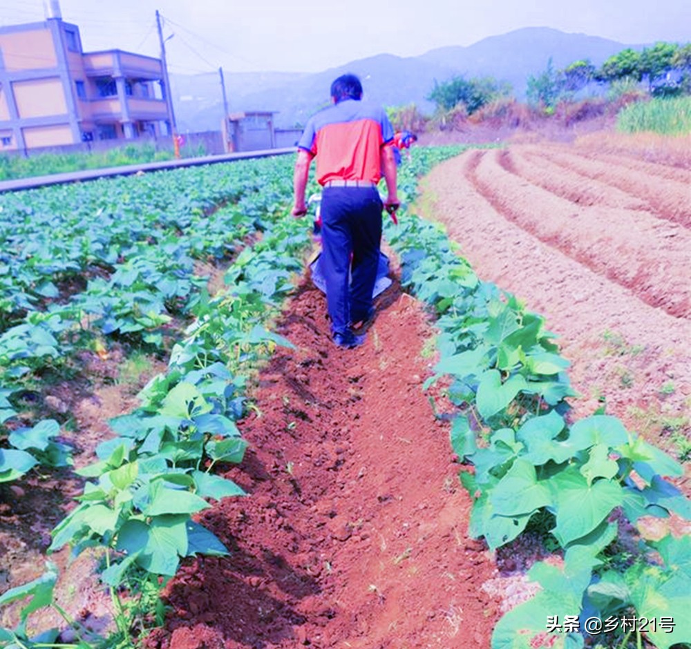 红薯种植技巧和方法不生虫,红薯种植技巧和方法课件