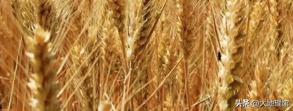 中国饺子之王为什么是东北饺子,东北饺子vs四川饺子