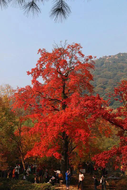 绝美苏州风景高清图,苏州夜色美景实拍视频
