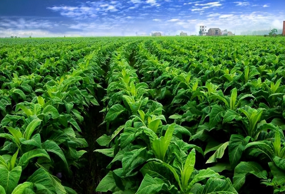 70块钱一盒的中华是什么,中华最便宜多少钱一盒