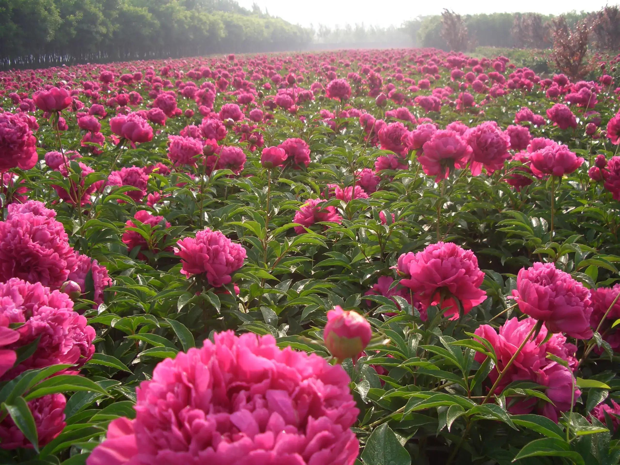 鐧借妽鏄嵂鏉愬悧,鑽潗鐧借妽璋佹敹