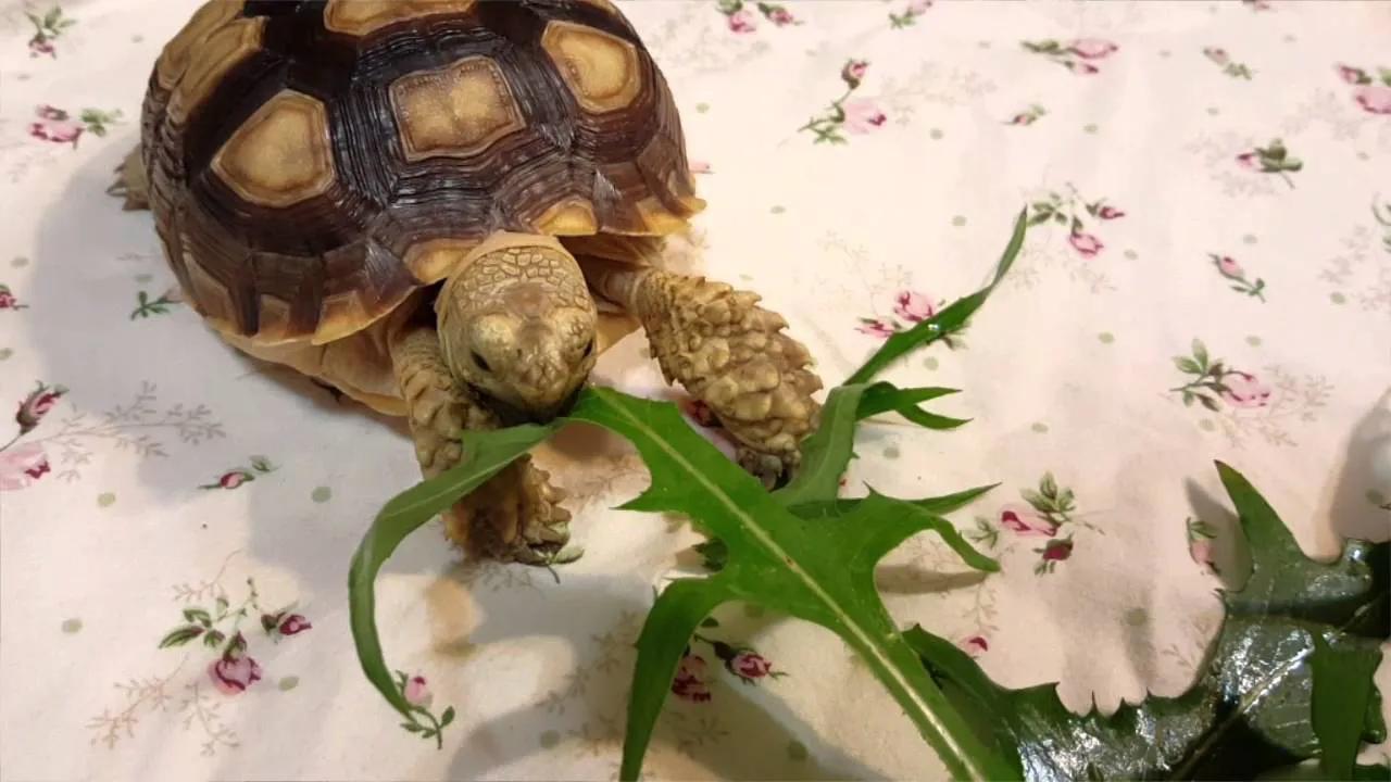 陆龟隆背原因,隆背陆龟