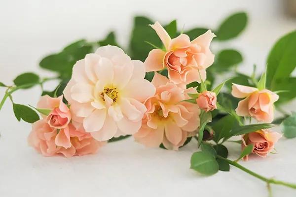 日本葵月季耐阴吗,葵是日月系列月季吗