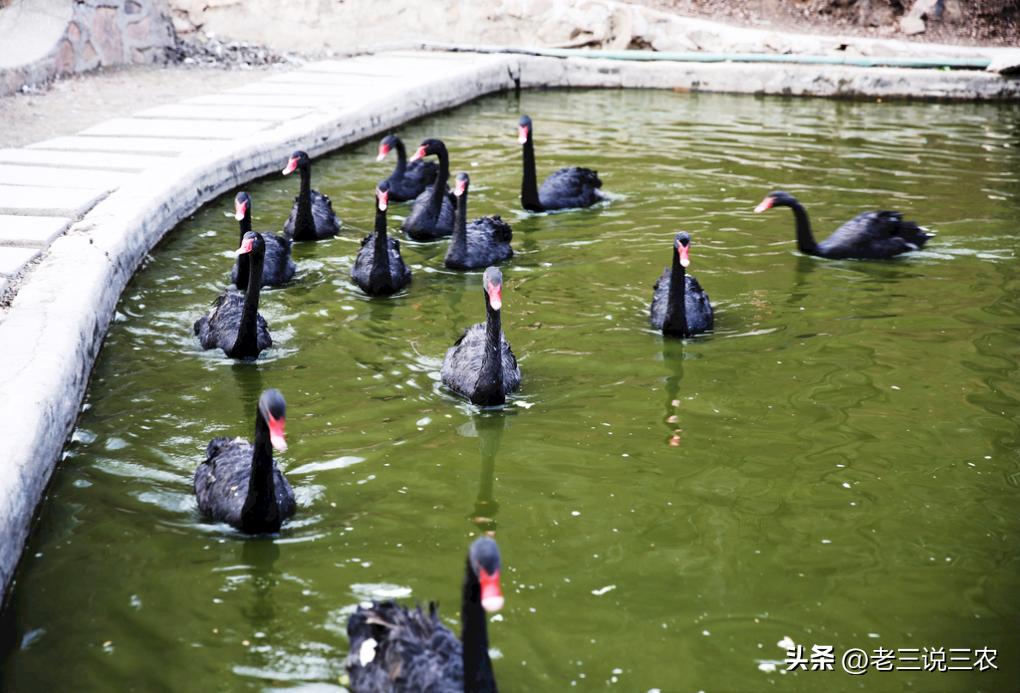 养几只黑天鹅,养十只黑天鹅一年能赚多少钱