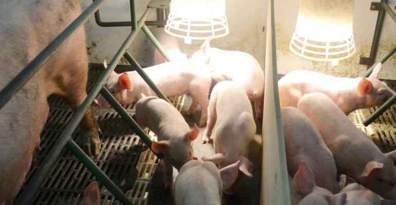 何时做助产操,母猪什么时候人工授精最好