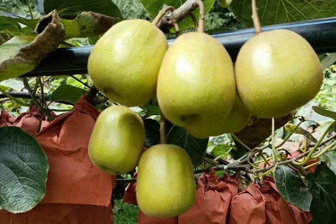 新西兰猕猴桃种植到中国,新西兰猕猴桃国内种植