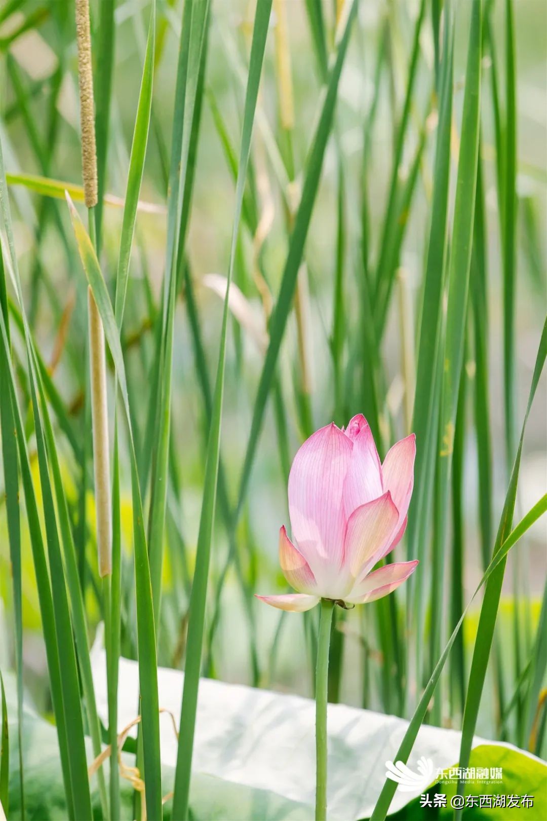 荷花开了夏天到了,荷花开了夏天又来了