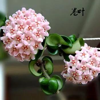 球兰花盛开瞬间,球兰花开完整版