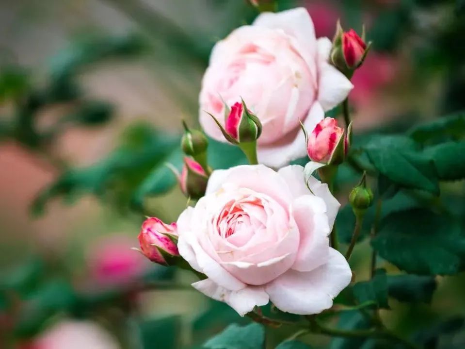 花田小镇爱丽丝,8000亩花田小镇