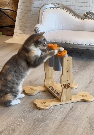 16个变态又实用的养猫妙招必看,养猫必看的100个技巧