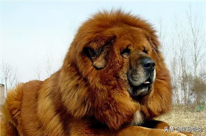 纯种野生藏獒濒临灭绝,藏獒这10年来都经历了啥