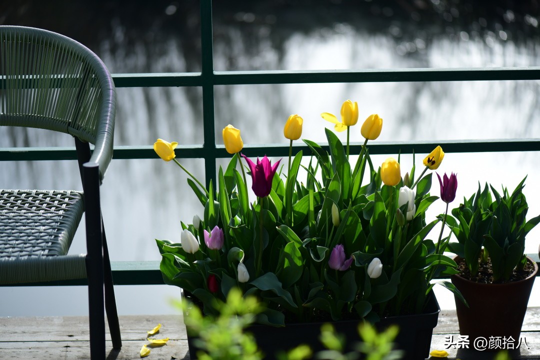 河马花园最耐阴植物,最漂亮的花园里的郁金香