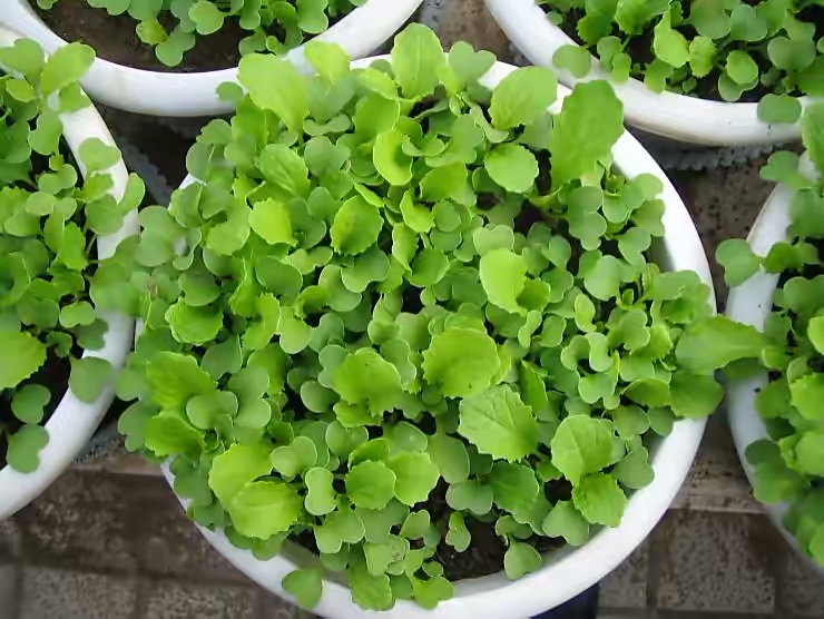 阳台种菜种什么最好活,阳台种菜种哪些长得比较快